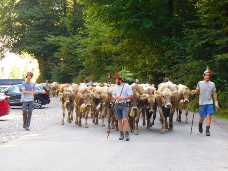Am kommenden Samstag werden wieder die Alphirten und ihr Vieh im Tal erwartet.EH (2)