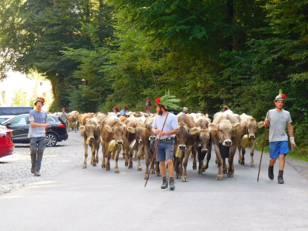 Alpabtrieb wird groß gefeiert