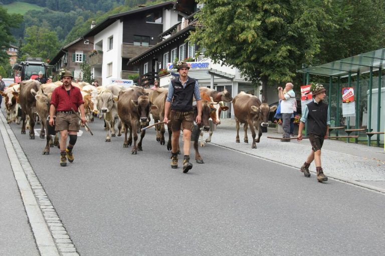 Zum Alpabtrieb in Tschagguns hatten sich fünf verschiedene Alpen zusammengetan, die ihr Vieh ins Tal trieben.<span class="copyright">STR</span>