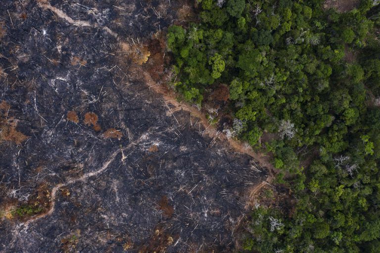 Das Amazonasgebiet verzeichnet die größte Abholzung und die schlimmsten Brände seit mehreren Jahren. AP