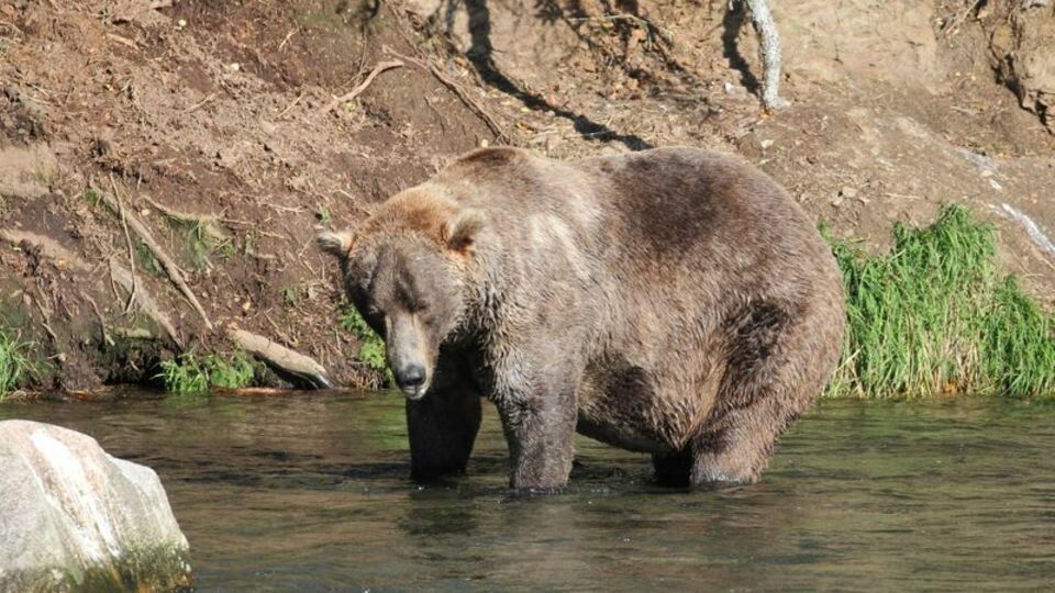 Braunbär &#8220;Otis&#8221; gewinnt &#8220;Fat Bear&#8221;-Wahl