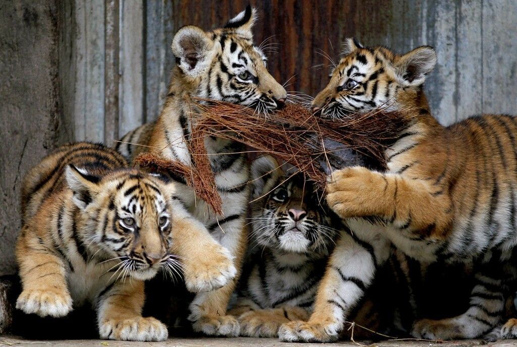 Quirliger Tiger-Nachwuchs
