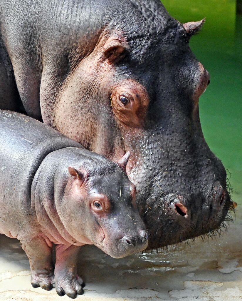 Kleiner Hippo