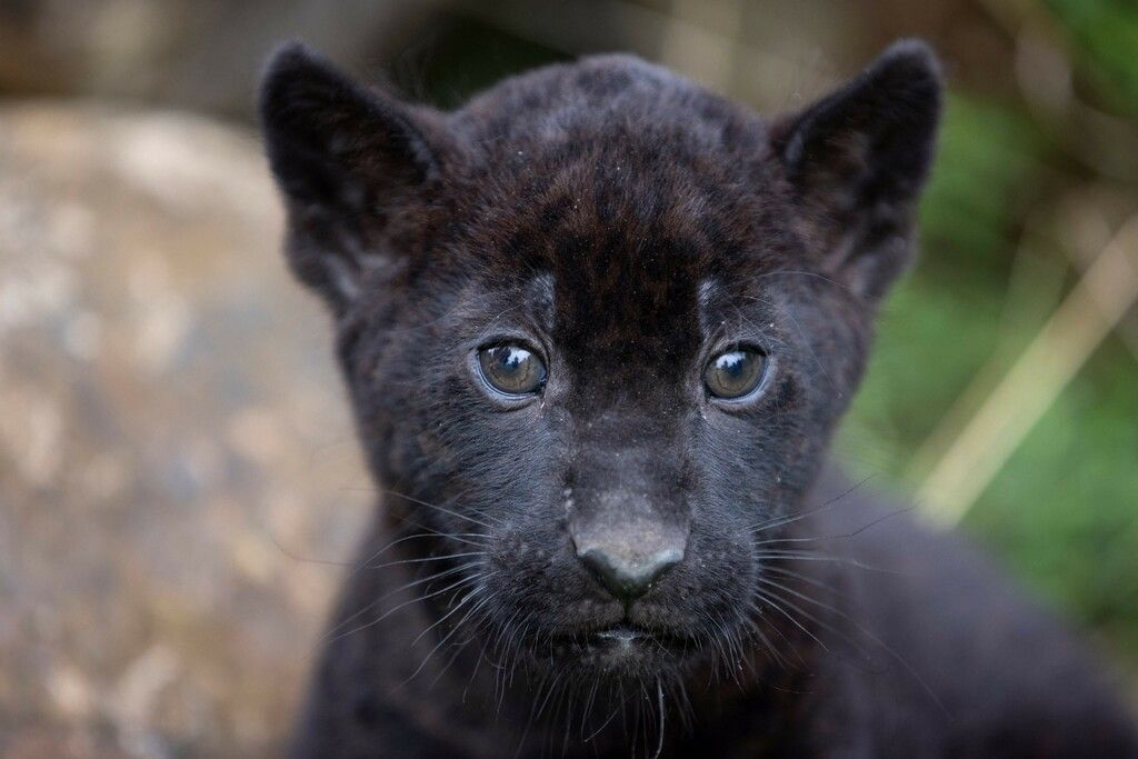 Kleine Stars im Zoo
