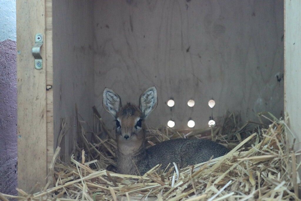 Kleine Antilope