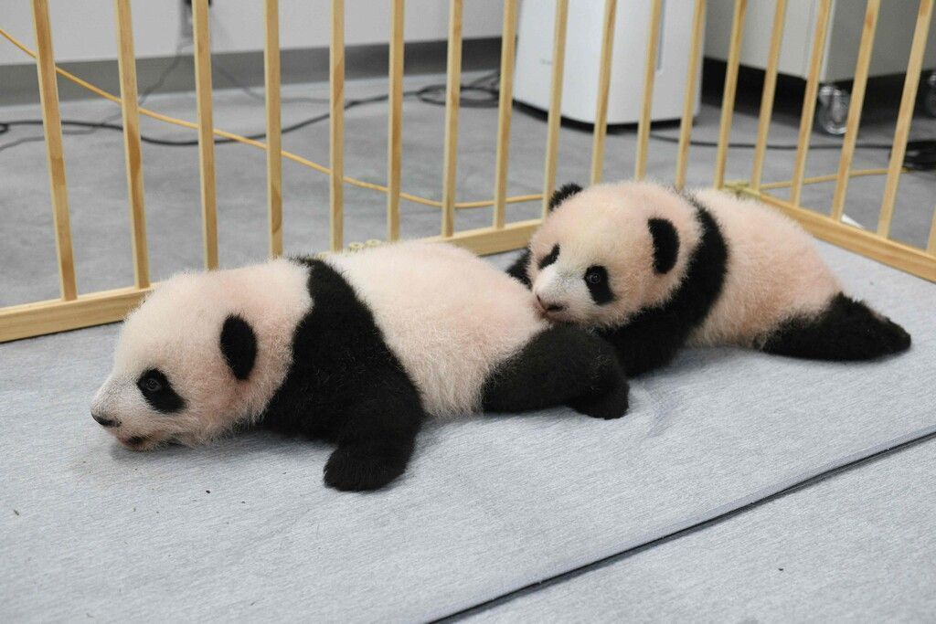 Lei Lei und Xiao Xiao