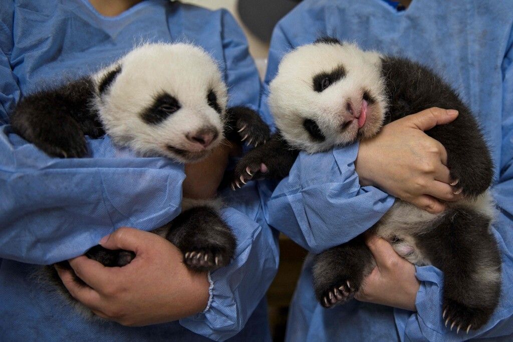 Erster Fototermin für Pandazwillinge
