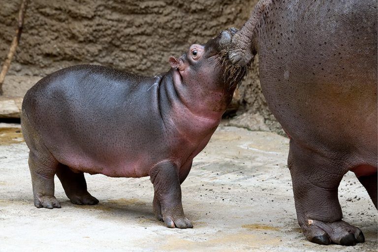 Flusspferd-Bulle „Nils“ wohnt jetzt im Zoo von Odessa. Rolf Schlosser/Zoo Köln