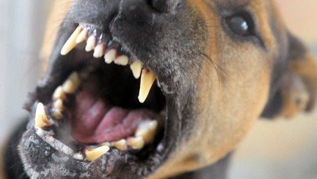 Frau beim Spaziergang von Hund gebissen