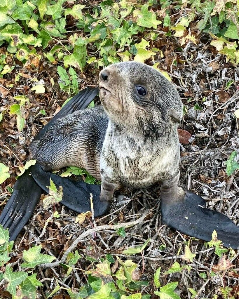Seebär-Baby von Straße gerettet