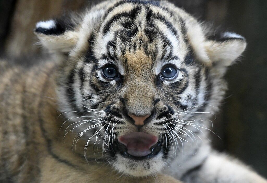Malaysia-Tiger könnte in zehn Jahren ausgestorben sein