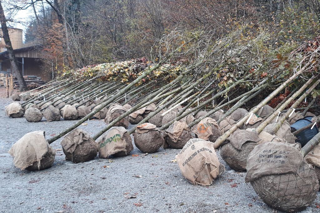Viele neue Bäume in Dornbirn