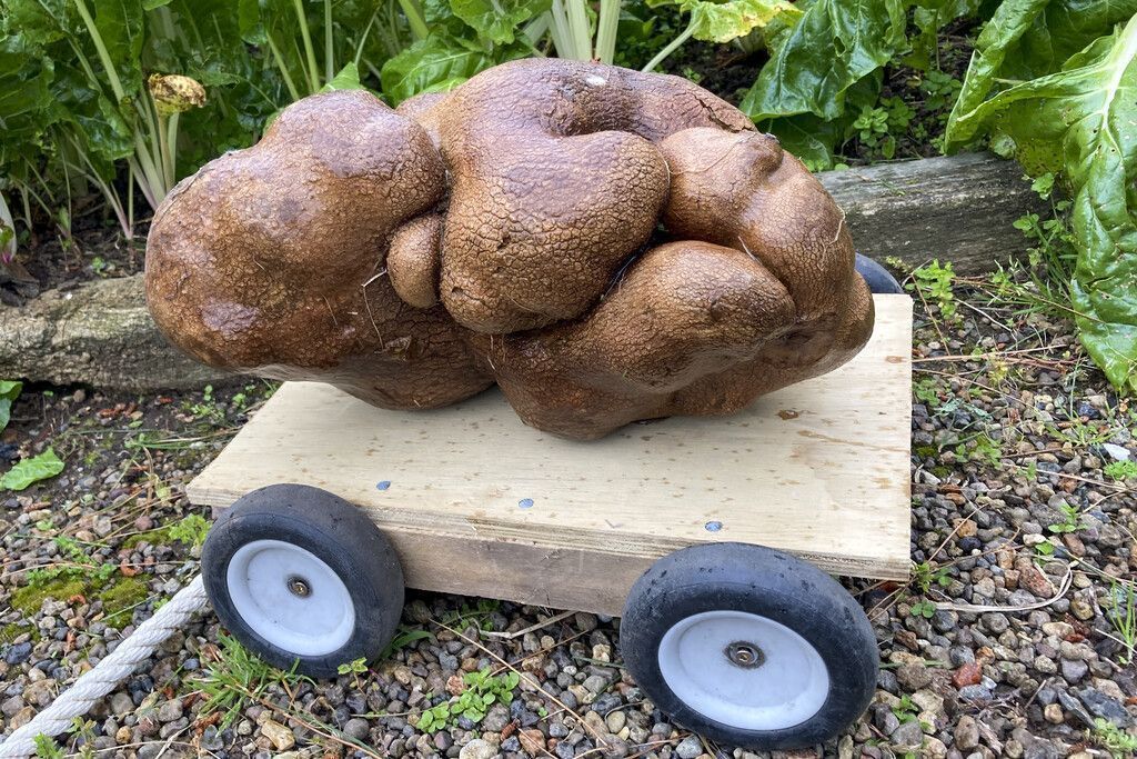 Kartoffel wiegt 7,9 Kilogramm
