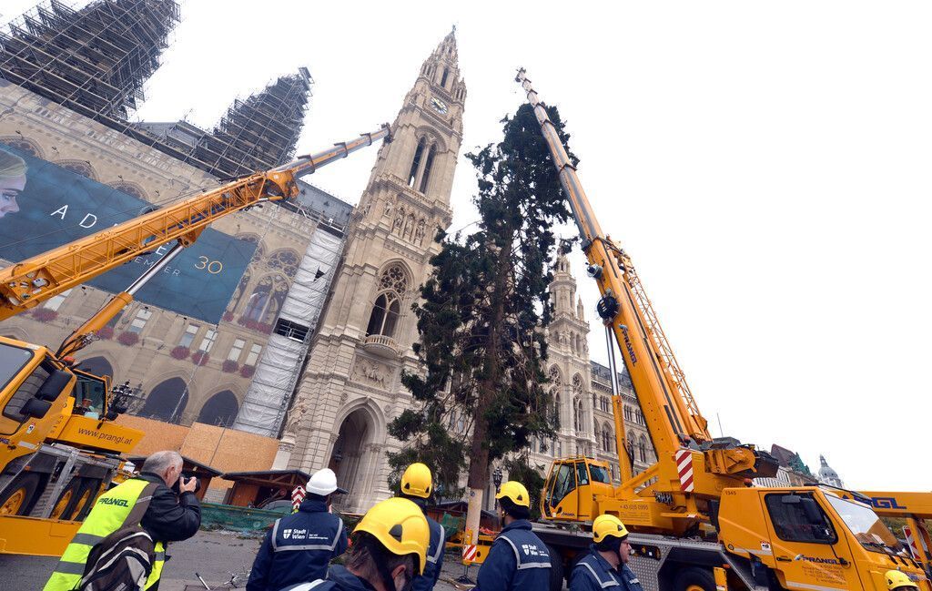 Wiener Christbaum  als „Glatzen-Fichte“