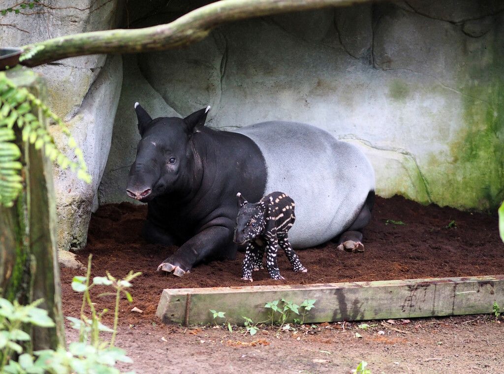 Kleiner Tapir