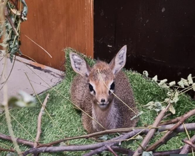 Süße Mini-Antilope