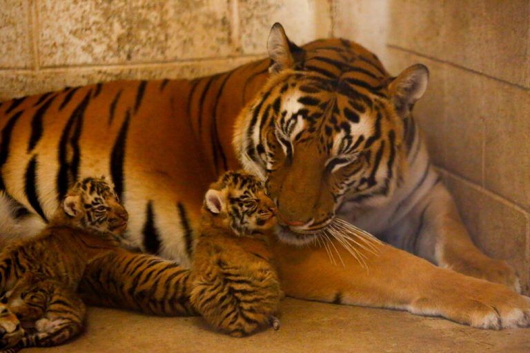 Noch sind die Tiger im Innengehege, schon bald wechseln sie nach draußen. Reuters