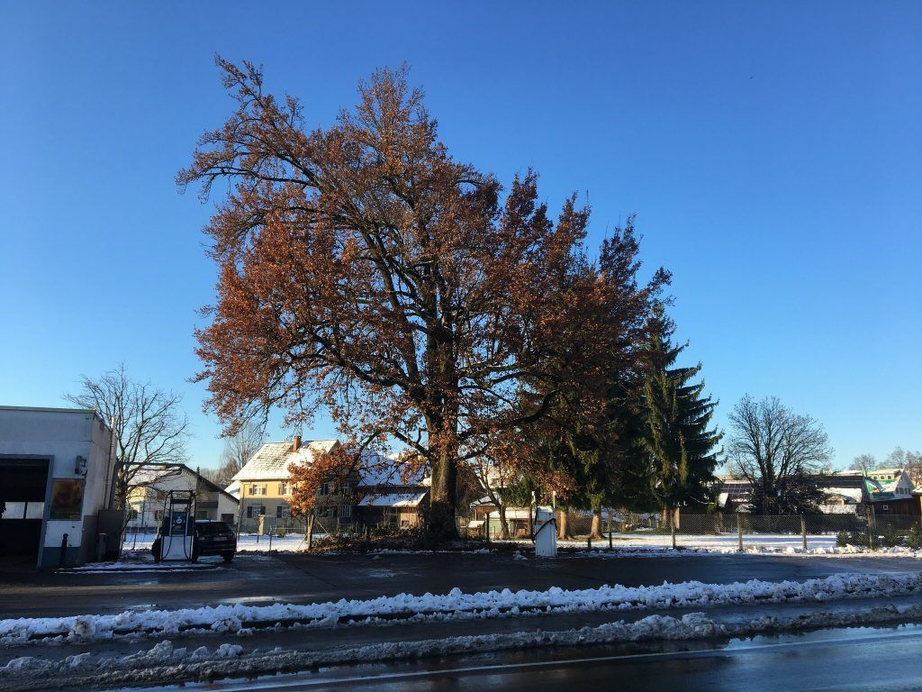 Eiche beim Hatler Friedhof in Dornbirn wird zum Naturdenkmal