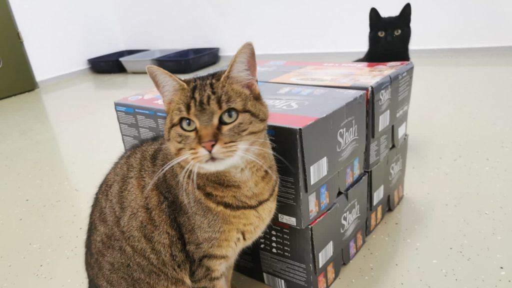 Darum bleibt das Tierheim weiter im Lockdown