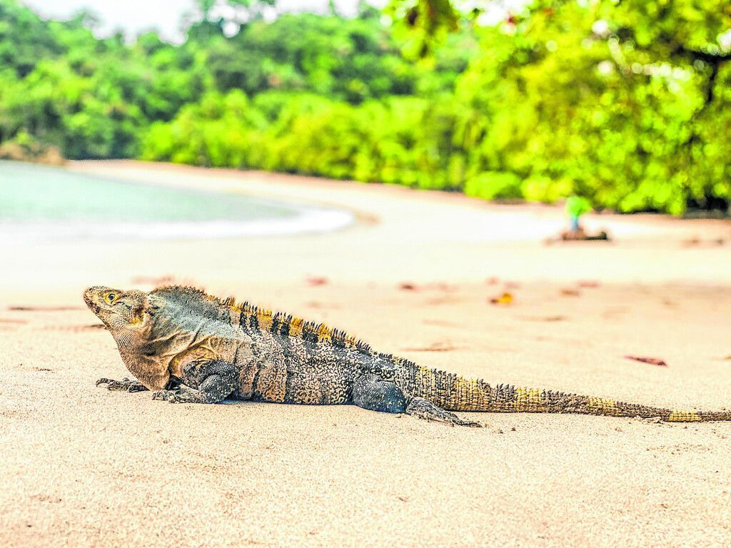 Nationalpark Manuel Antonio