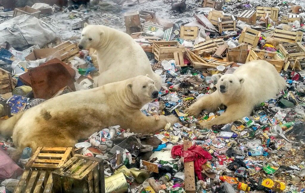 Umweltschützer erwarten weniger Eisbären in russischen Dörfern