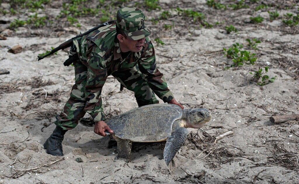 Militärschutz für Meereschildkröten