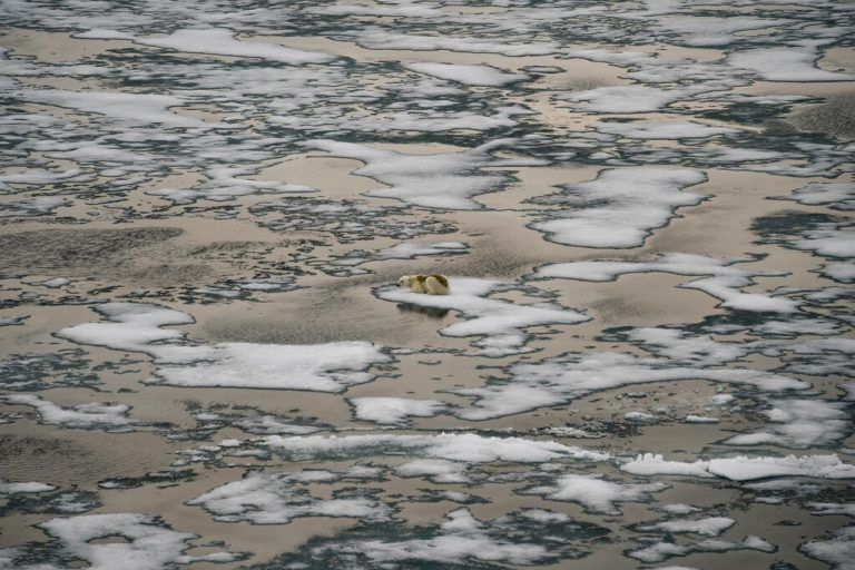 Dem Eisbär steht eine düstere Zukunft bevor. Die Erwärmung der Arktis lässt das Eis schmelzen. Die Populationen könnten bis Ende dieses Jahrhunderts zusammenbrechen. AFP