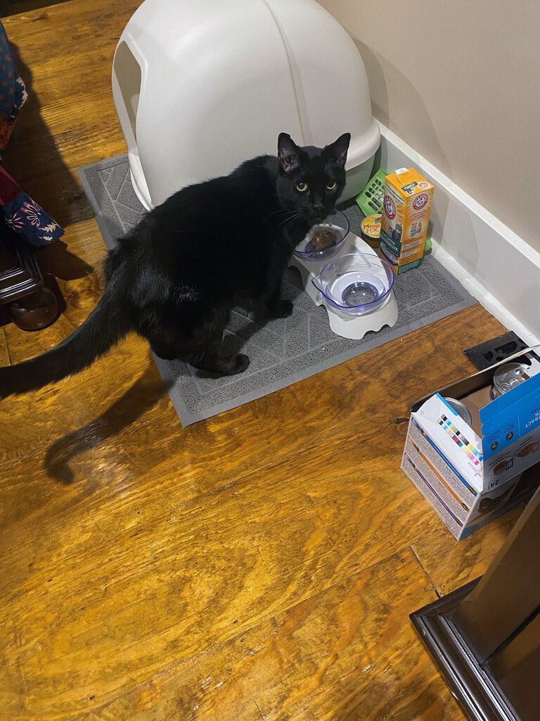 Bürokater neun Tage nach Tornado in Trümmern gefunden