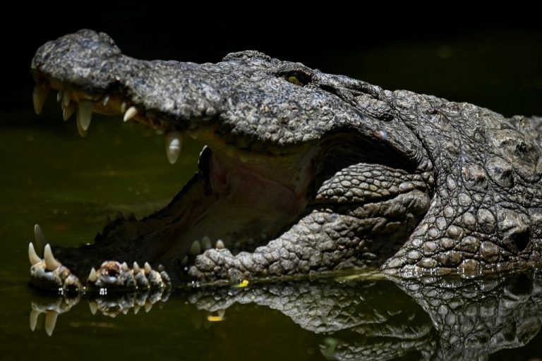Die 18-jährige Amelie Osborn-Smith (kleines Bild) wurde von einem Krokodil attackiert. Dank dem schnellen Eingreifen von Freunden wurde sie gerettet. afp/medland hospital