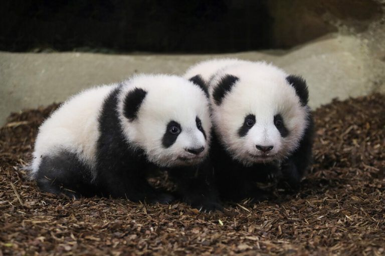 Die knuddeligen Panda-Zwillinge zeigten sich von ihr besten Seite.AP