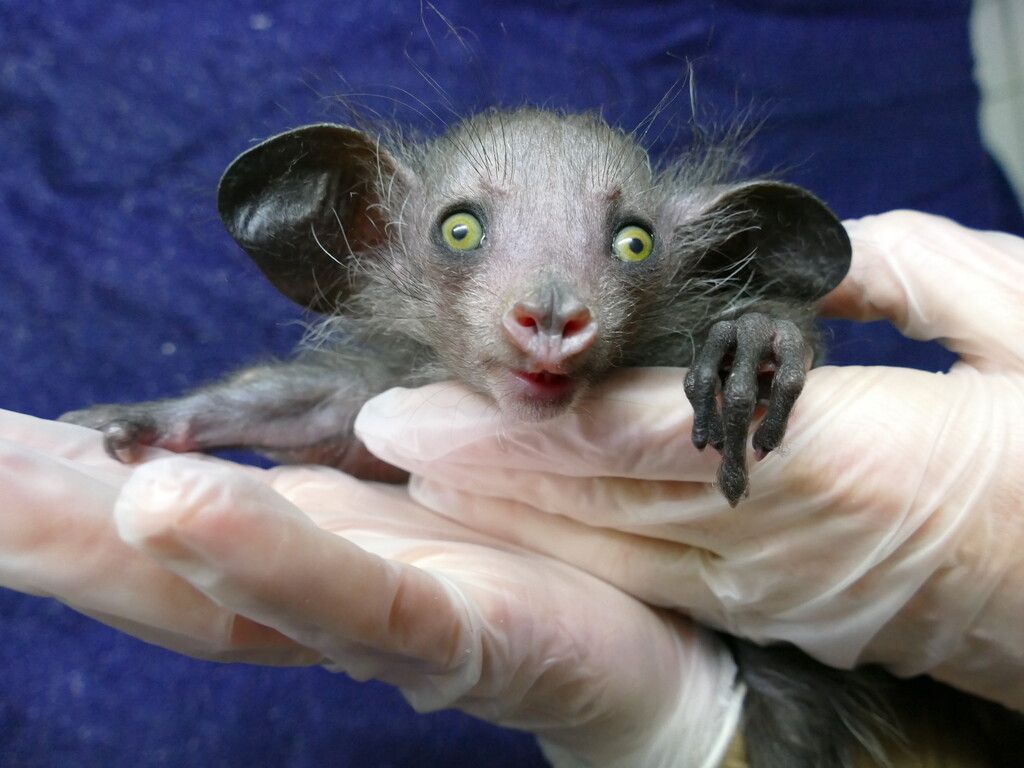 Ein seltenes Tierchen