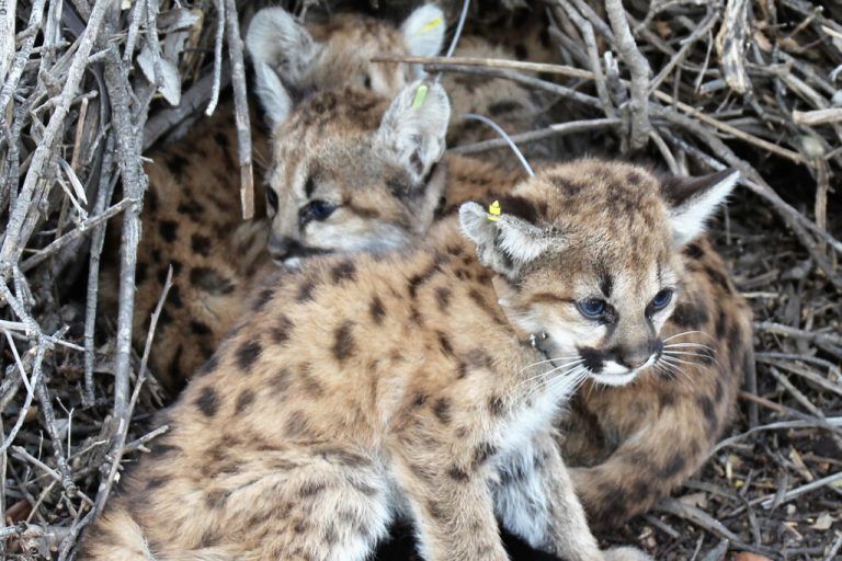 Babypumas gerettet