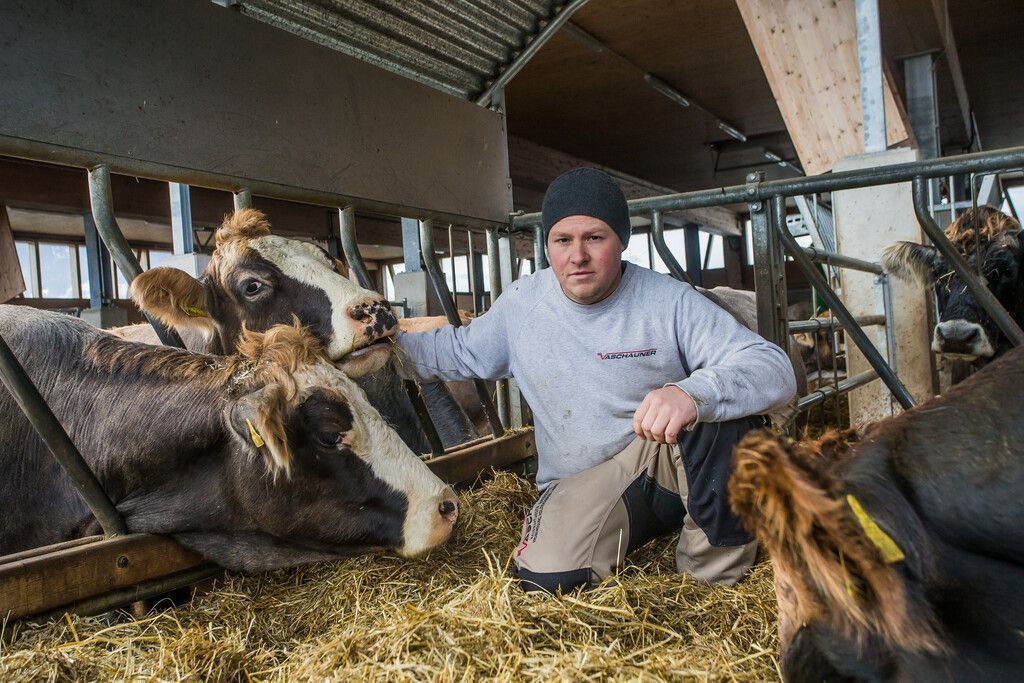 Gnadenfrist für trächtige Kuh