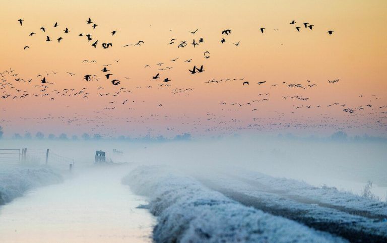 Während eines winterlich-frostigen Morgens fliegen wilde Gänse über die Felder in Oudeland von Strijen in den Niederlanden. AFP