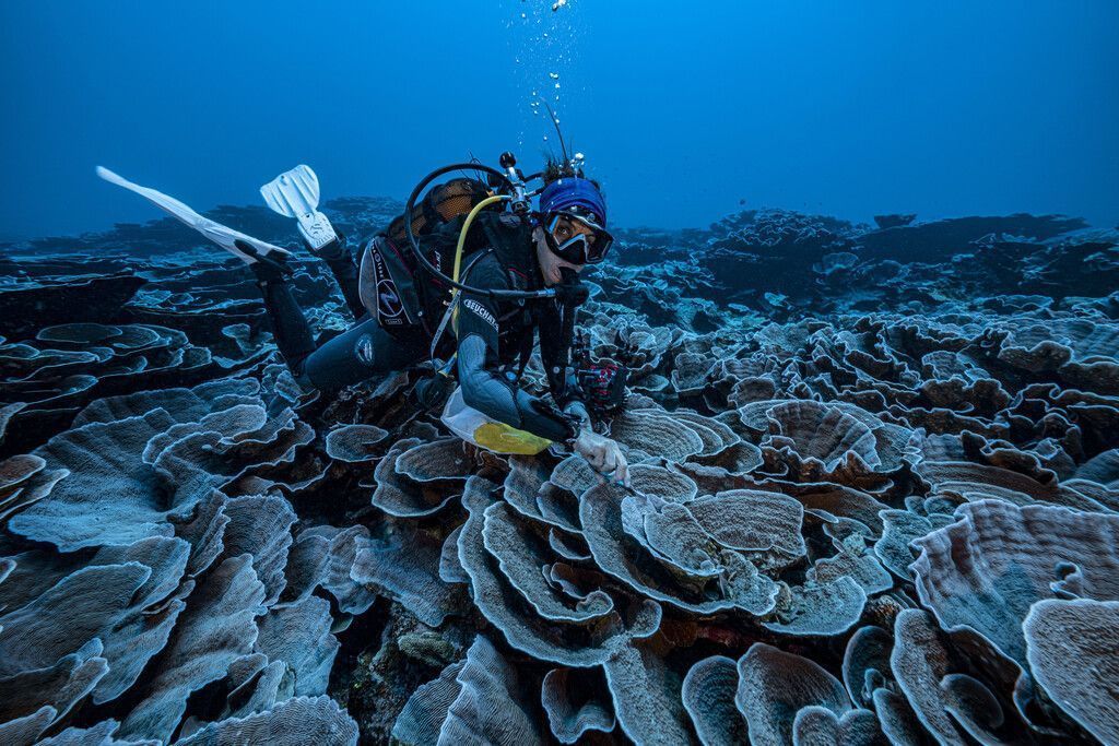 Großes Korallenriff in den Tiefen des Pazifiks vor Tahiti entdeckt