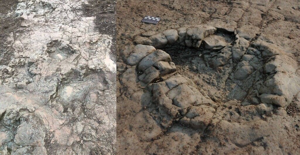 Hobby-Forscherin entdeckte 200 Millionen Jahre alte Dinospur