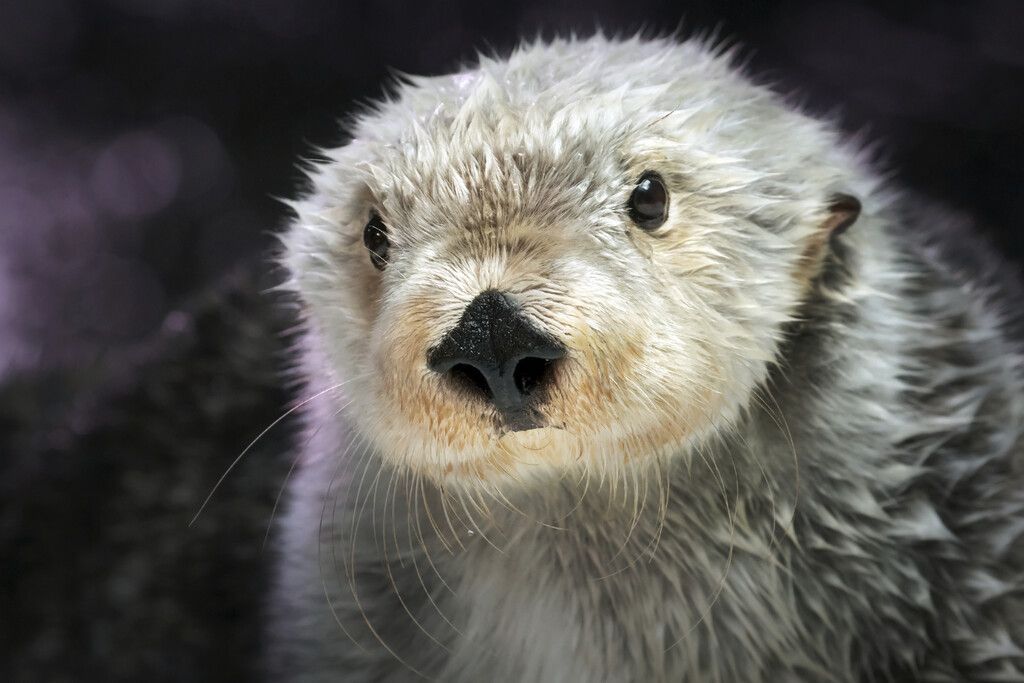 Waisenkind im Zoo
