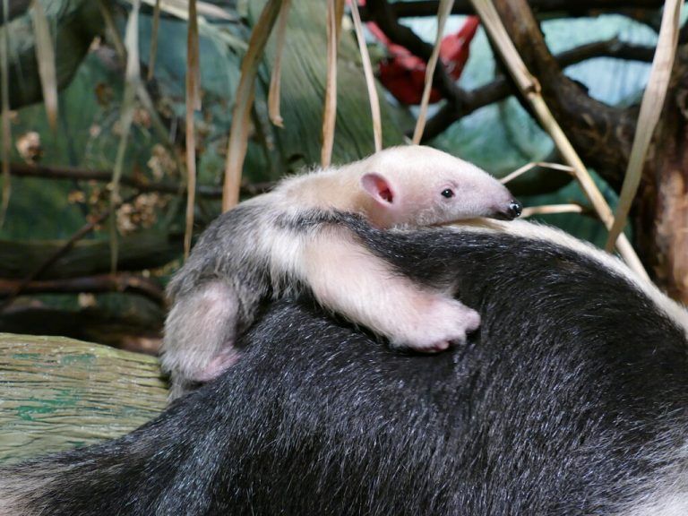 Huckepack auf Mama