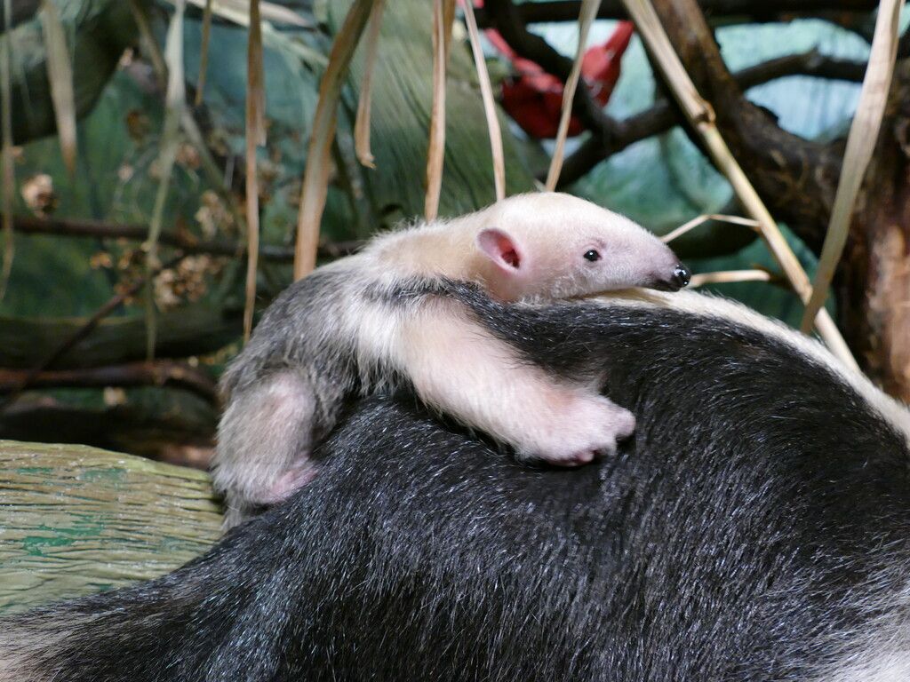 Huckepack auf Mama