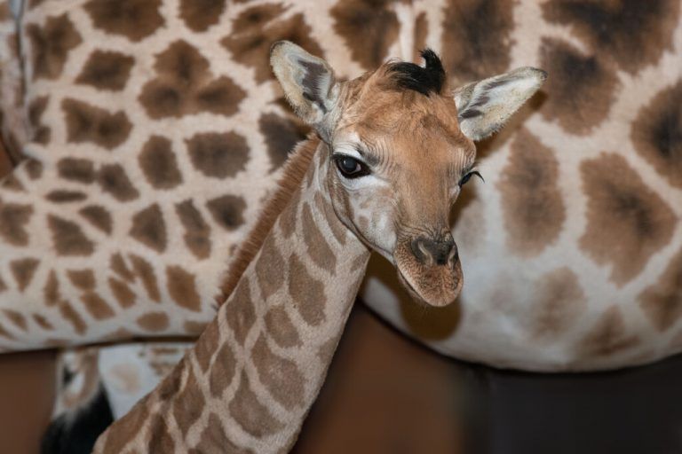 Niedliche Babygiraffe