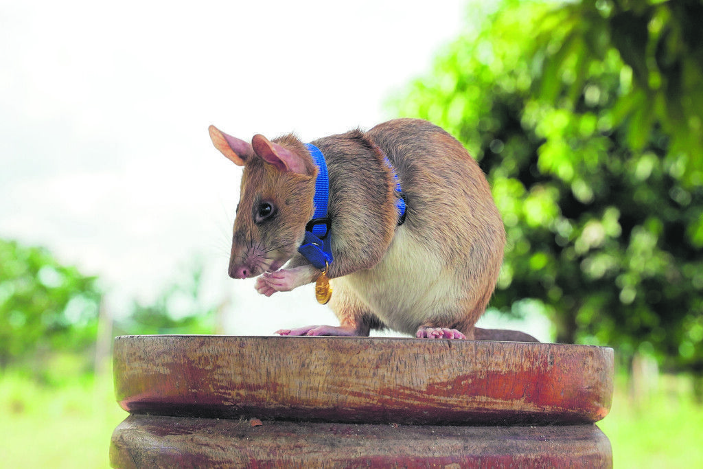 Kambodscha trauert um berühmte Minensuch-Ratte Magawa