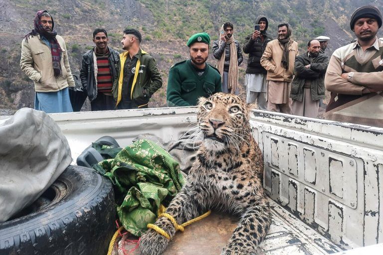 Mitarbeiter der Wildtierabteilung von Azad Jammu und Kashmir retten einen verletzten Leoparden im Neelum-Tal. AFP
