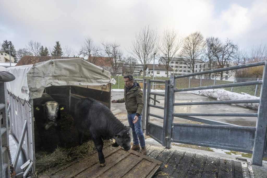 Neuer Schlachthof in Vorarlberg auf Zielgeraden