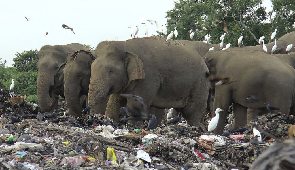 Elefanten an Plastikmüll verendet