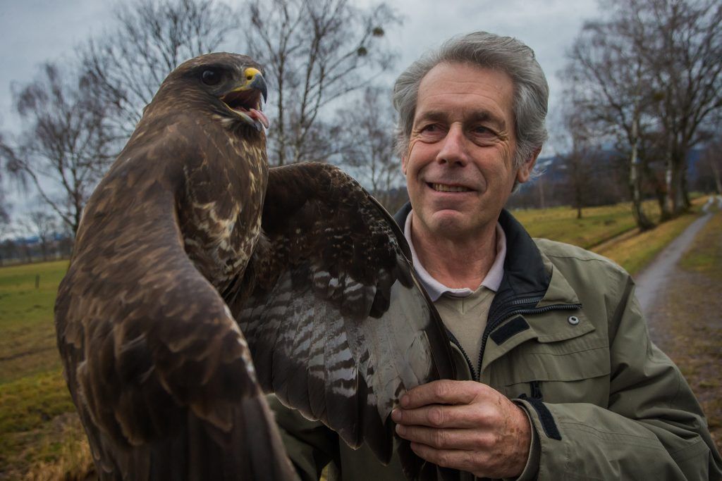 Warum derzeit besonders viele Vögel tödlich verunglücken