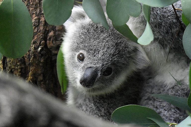 Besonders die Buschfeuer von August 2019 bis März 2020 haben den Koalas schwer zugesetzt. AP