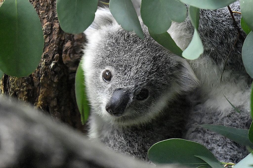 Koalas in Existenz bedroht