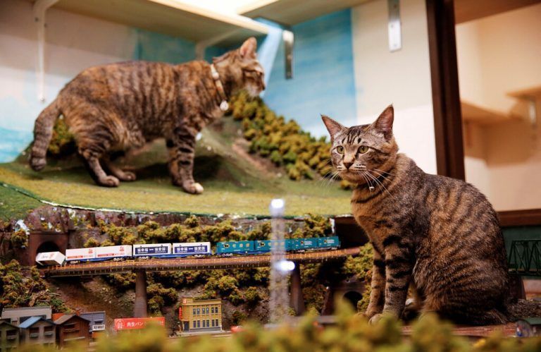 Der Besitzer des Diorama Restaurants in Japan hat nicht nur eine Leidenschaft für Modelleisenbahnen, sondern auch ein Herz für streunende Katzen.  Reuters