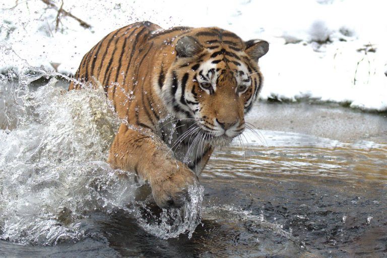 Der Zoo legt beim Testen den Fokus auf Großkatzen. APA/Schönbrunn/J. Kirchner
