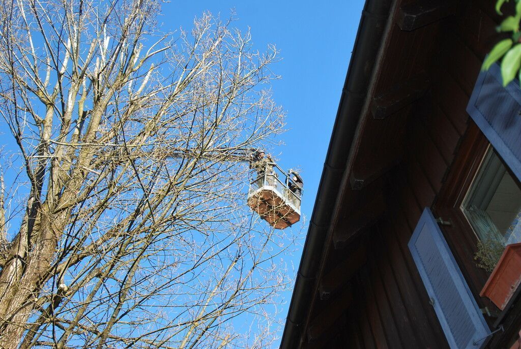 „Bäume zu pflanzen ist das eine, sie zu erhalten das andere“